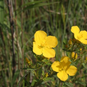 Yellow meadow beauty