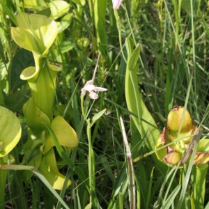 Yellow trumpets and small-snake-mouth orchids