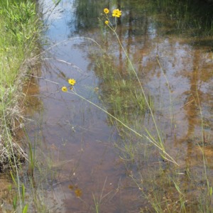 Coreopsis in road ruts with water