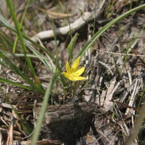 Yellow star grass