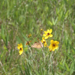 Coreopsis falcata with orange butterfly