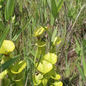 A band of yellow trumpets