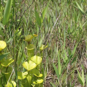 A band of yellow trumpets