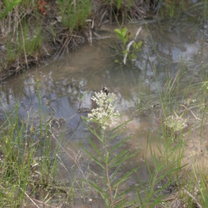 Green milkweed in a puddle of water
