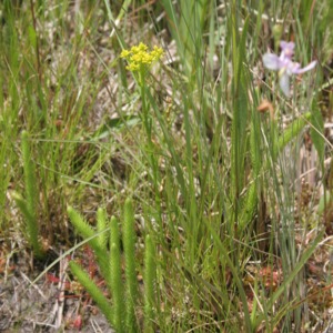 A cluster of branched yellow milkwort, pale grass-pink,  and foxtail clubmoss growing together