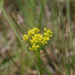 The top of a branched yellow milkwort