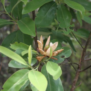 Close look at the blooming action of a sweet bay