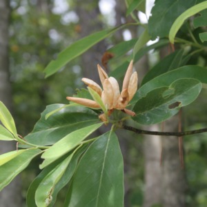 Close look at the blooming action of a sweet bay