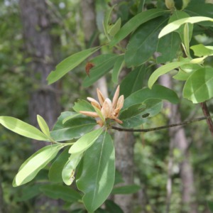 Close look at the blooming action of a sweet bay