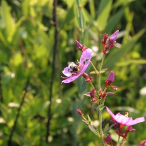 A bumble bee inside the purple flower of the Savannah meadow beauty