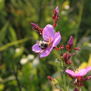 A bumble bee inside the purple flower of the savannah meadow beauty