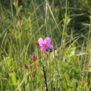 A bumble bee near the purple flower of the savannah meadow beauty