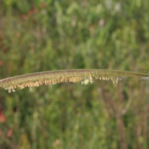 Orange grass flowering stalks