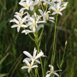 Flowering Savannah white sabatia