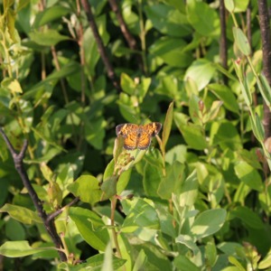 Orange butterfly on a shrub