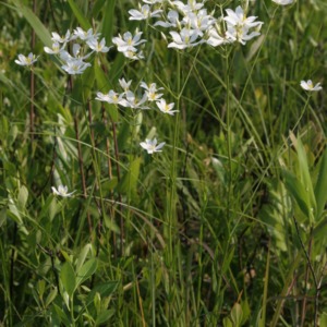 Flowering savannah white sabatias