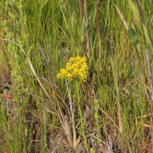 A branched yellow milkwort