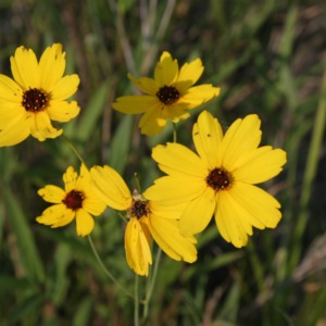 Five flowering coreopsis falcatas