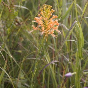 Yellow fringed orchid with grass background