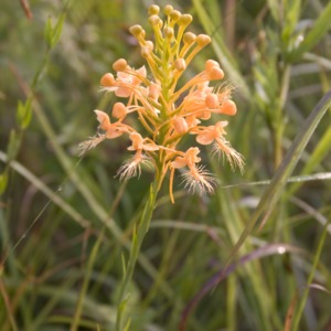 Yellow fringed orchid