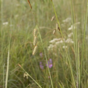 A field of Southern sedge