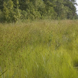 A beakrush field