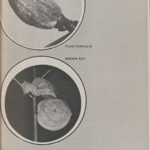 Peach Spray Information (Special Circular. No. 5, 1950)