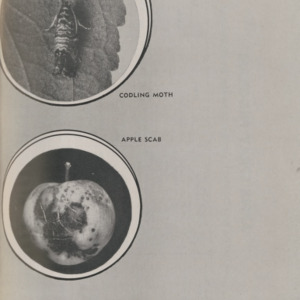 Apple Spray Information (Special Circular. No. 6, 1950)