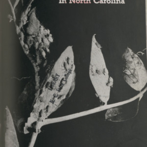 Pea Aphid Control in North Carolina (Special Circular. No. 7)