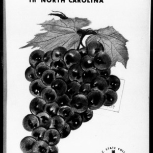Growing Bunch Grapes in North Carolina (Extension Circular No. 311, Revised)