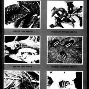 Vegetable Insects of North Carolina, 1974 (Extension Circular No. 313, Revised)