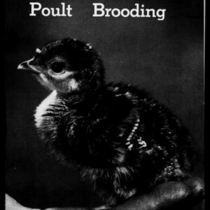 Poult Brooding (Extension Circular No. 315)
