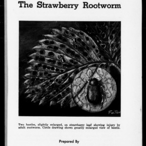 The Strawberry Rootworm (Extension Circular No. 336E)