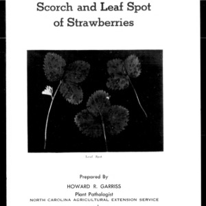 Scorch and Leaf Spot of Strawberries (Extension Circular No. 336G)