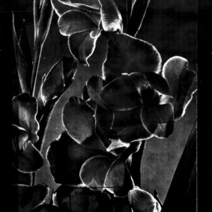 Growing Gladiolus in North Carolina (Extension Circular No. 373)
