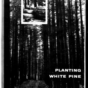Planting White Pine (Extension Circular No. 425)