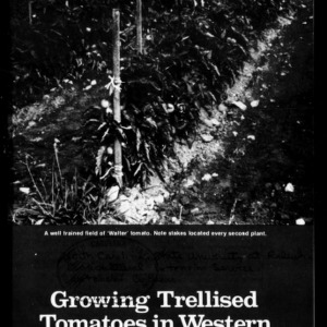 Growing Trellised Tomatoes in Western North Carolina, 1975 (Circular No. 475, Revised)