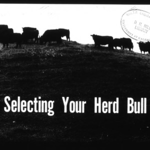 Selecting Your Herd Bull (Circular No. 582)