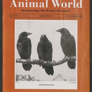 Animal World, November 1955