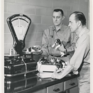 ASPCA photograph: Two men weighing puppies