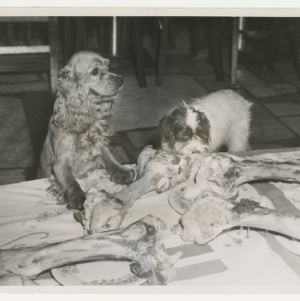 ASPCA photograph: Two dogs with a table full of bones