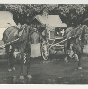 ASPCA photograph: Horses standing hitched to carriages