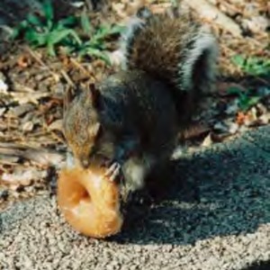 Squirrel eating a donut