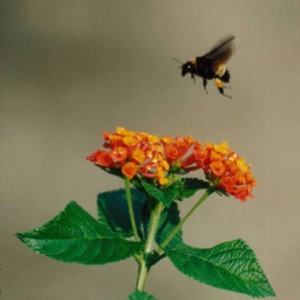 Bee flying near a flower
