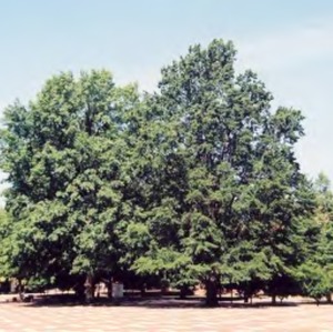 Oak trees on Brickyard