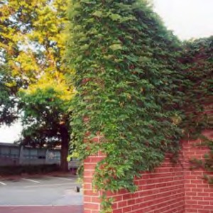 Ivy growing on a wall on campus
