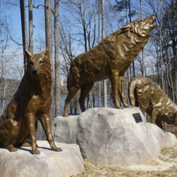 Wolves at Park Alumni Center