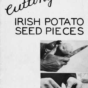 Cutting Irish potato seed pieces (Experiment Station Bulletin No. 349)