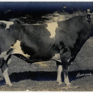 Pitt County cow