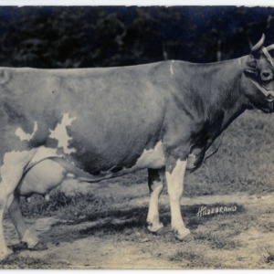 Pitt County cow